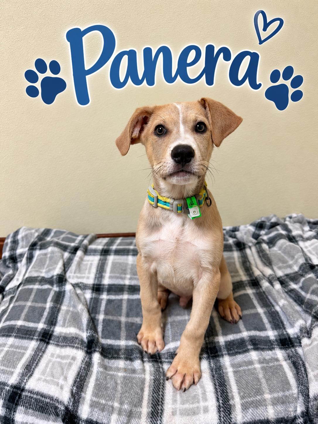 Panera, Adoptable, Puppy Male Retriever.