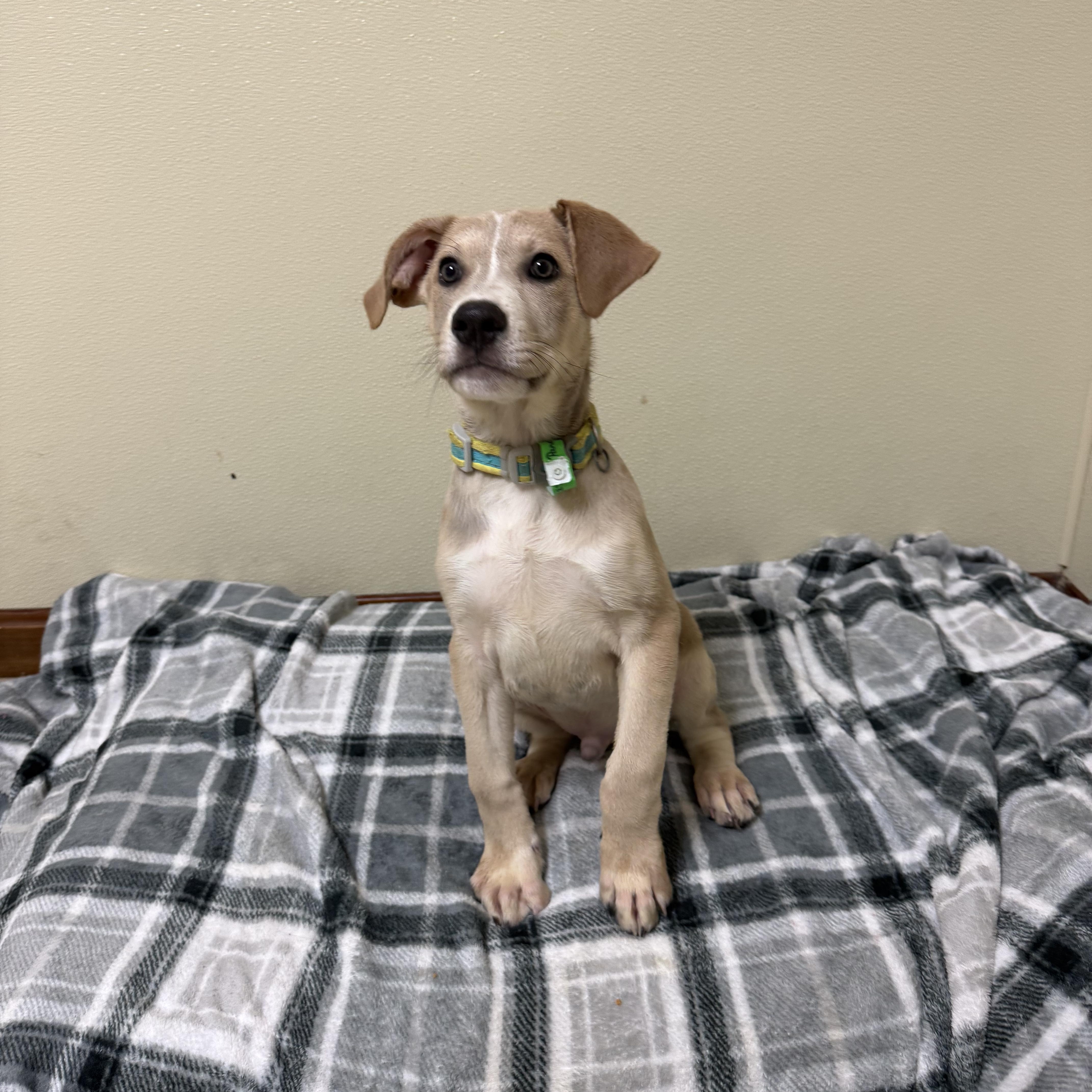 Enlarge Panera, a Adoptable mixed breed in Douglas, MA image 5/6
