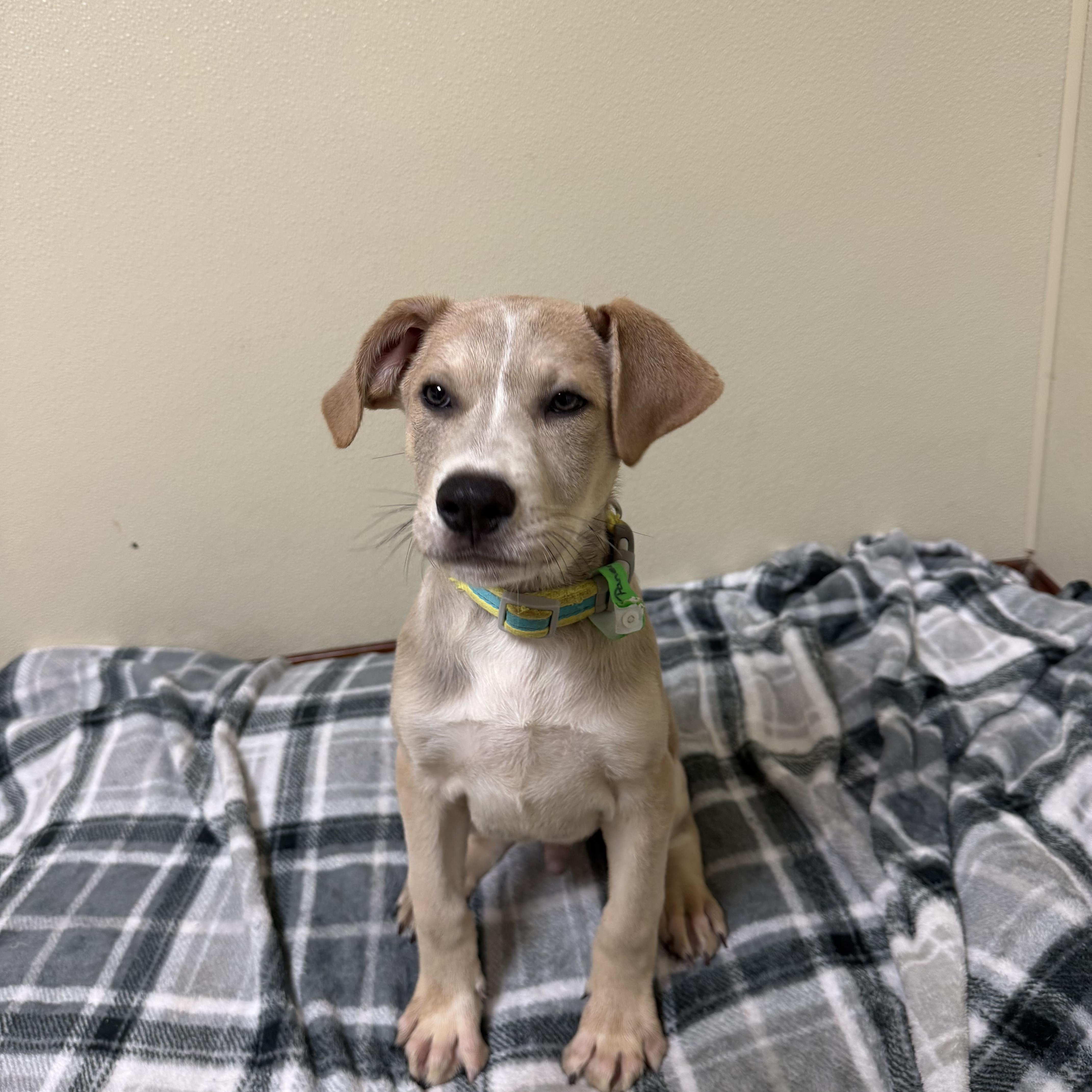 Enlarge Panera, a Adoptable mixed breed in Douglas, MA image 2/6