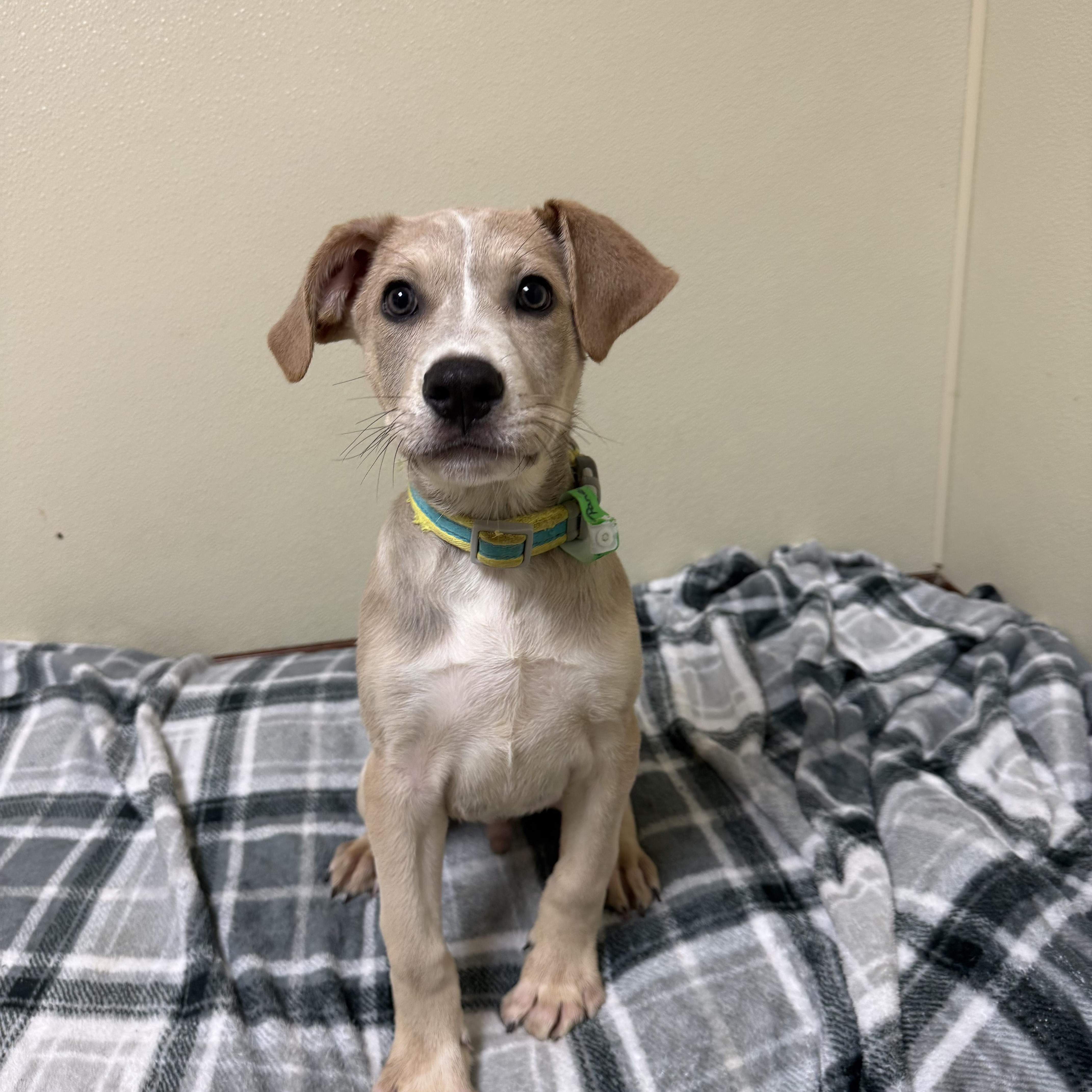 Enlarge Panera, a Adoptable mixed breed in Douglas, MA image 4/6