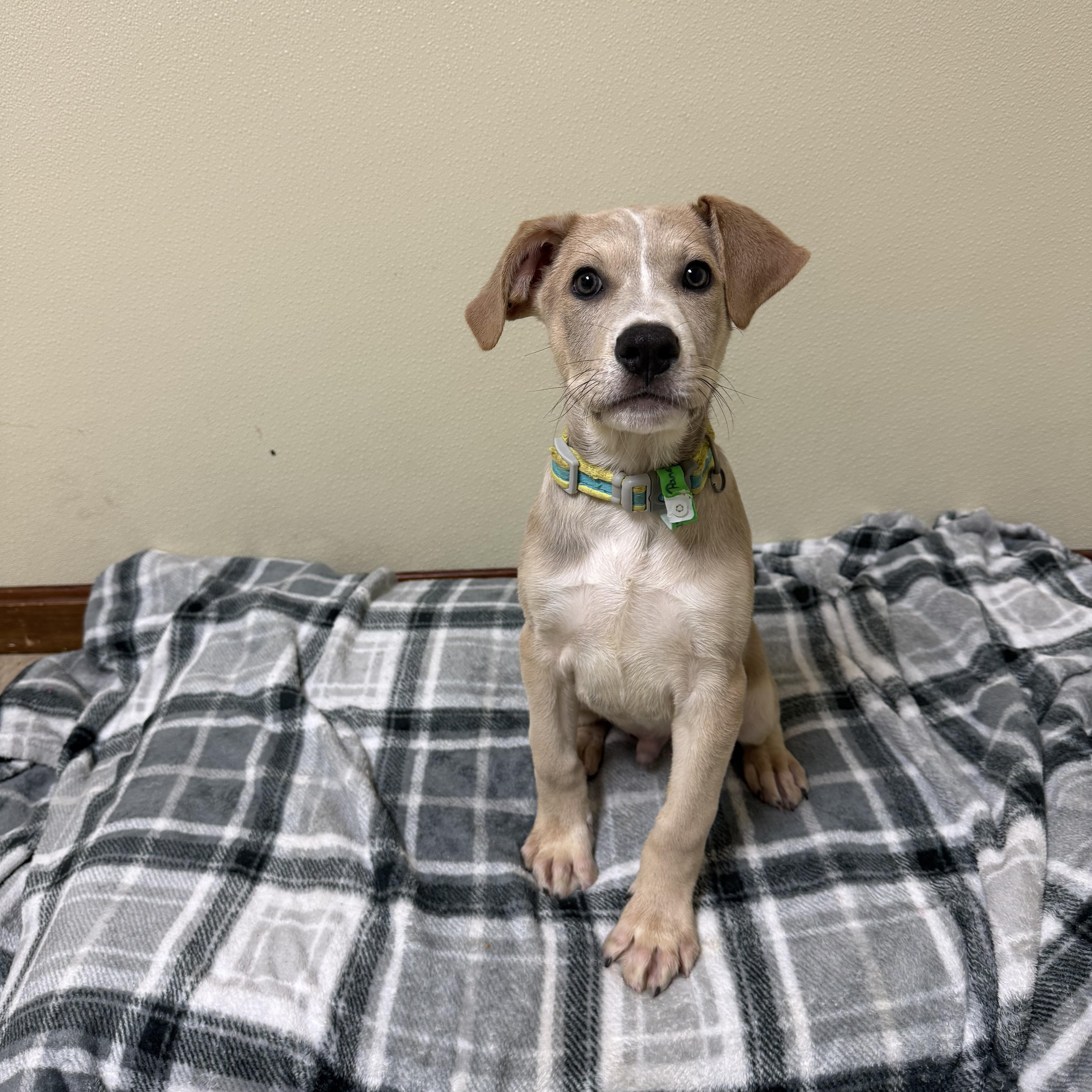 Enlarge Panera, a Adoptable mixed breed in Douglas, MA image 3/6