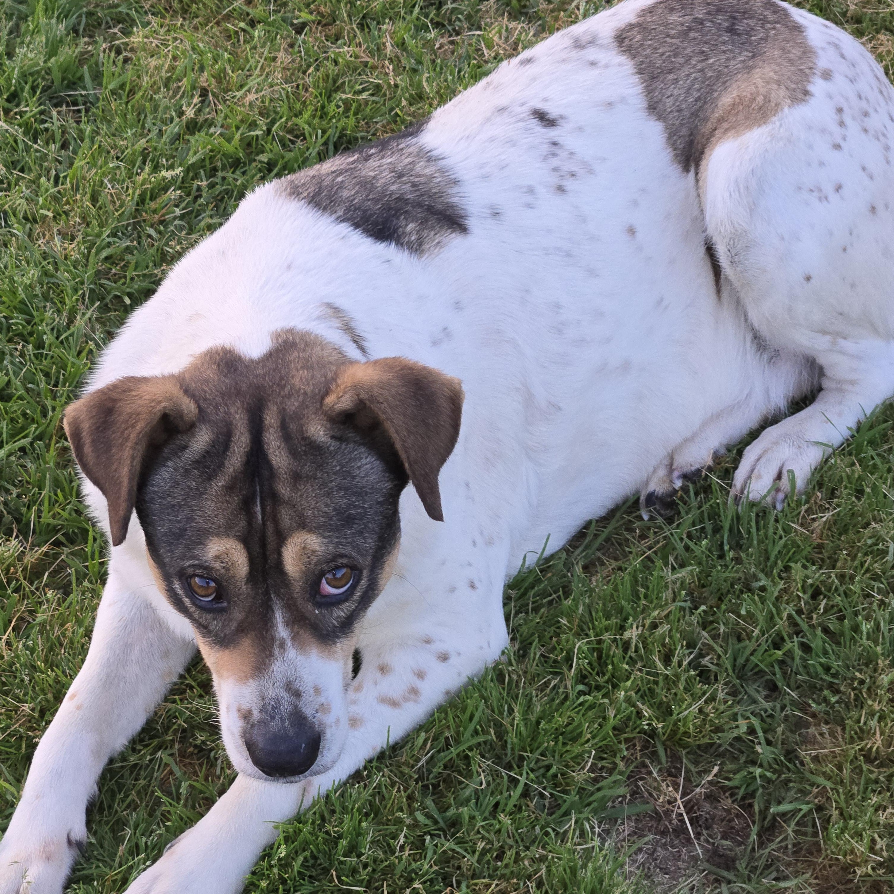 Lilly, a Adoptable mixed breed in Harrisburg, PA image 3/4