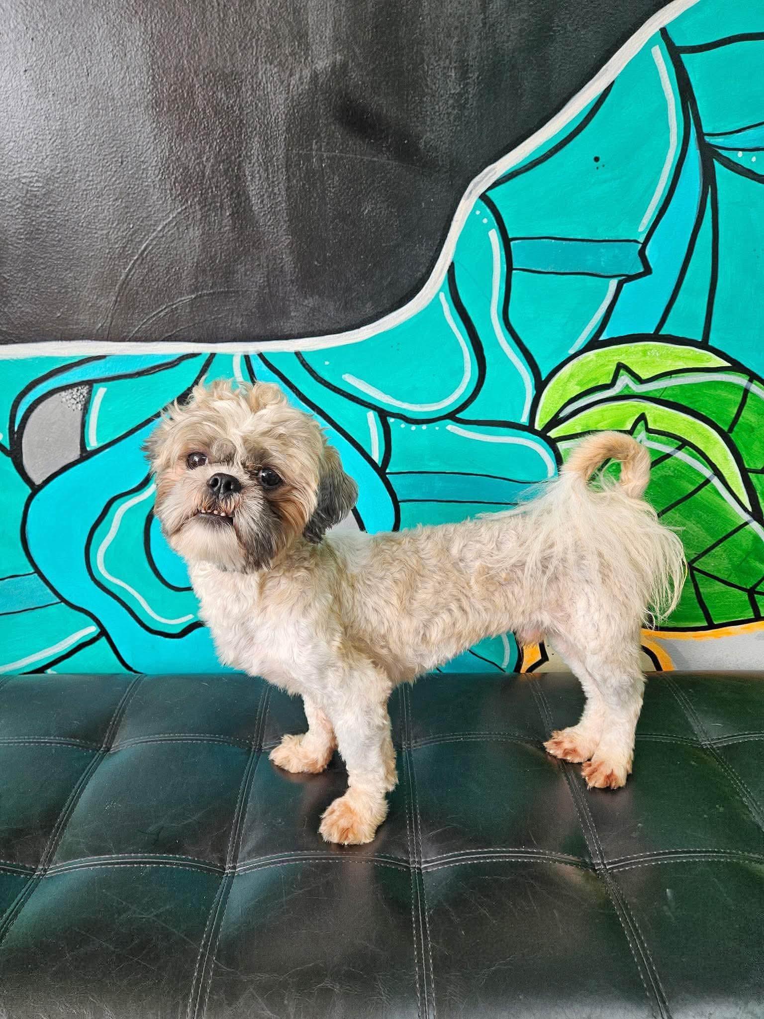 CHURRO, a ADOPTABLE Shih Tzu in Vandergrift, PA image 3/3