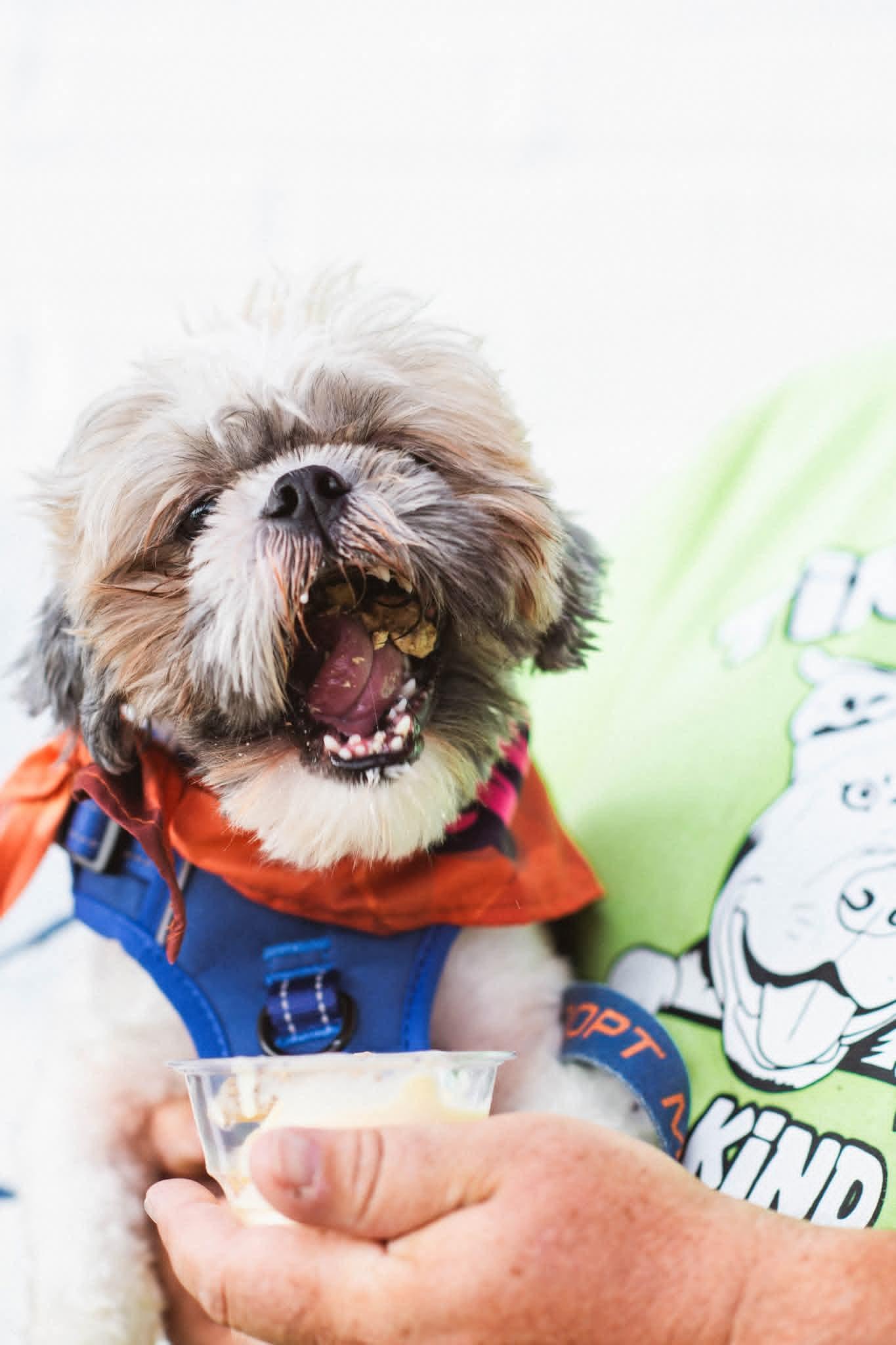 CHURRO, ADOPTABLE, Adult Male Shih Tzu.