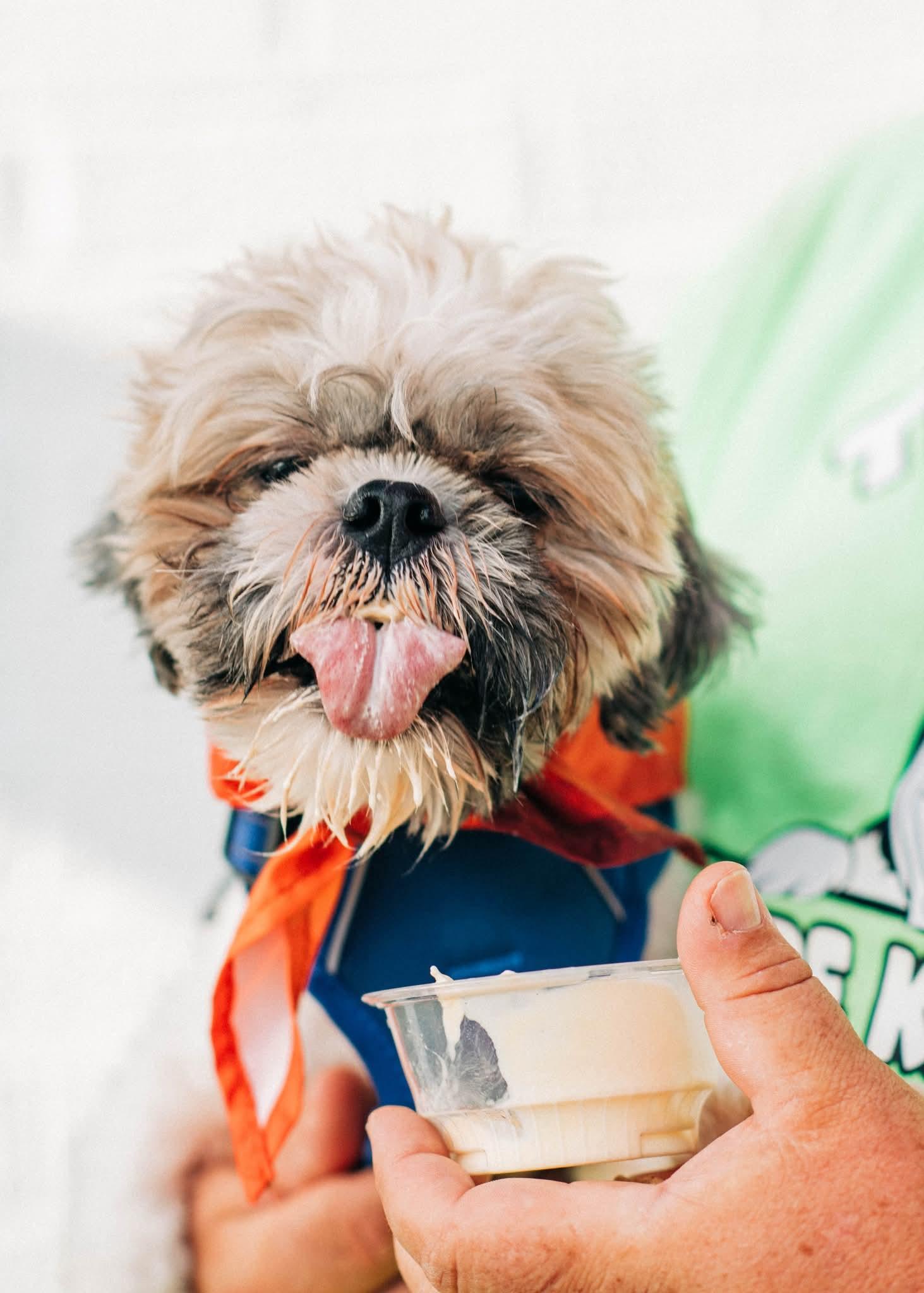 CHURRO, a ADOPTABLE Shih Tzu in Vandergrift, PA image 2/3