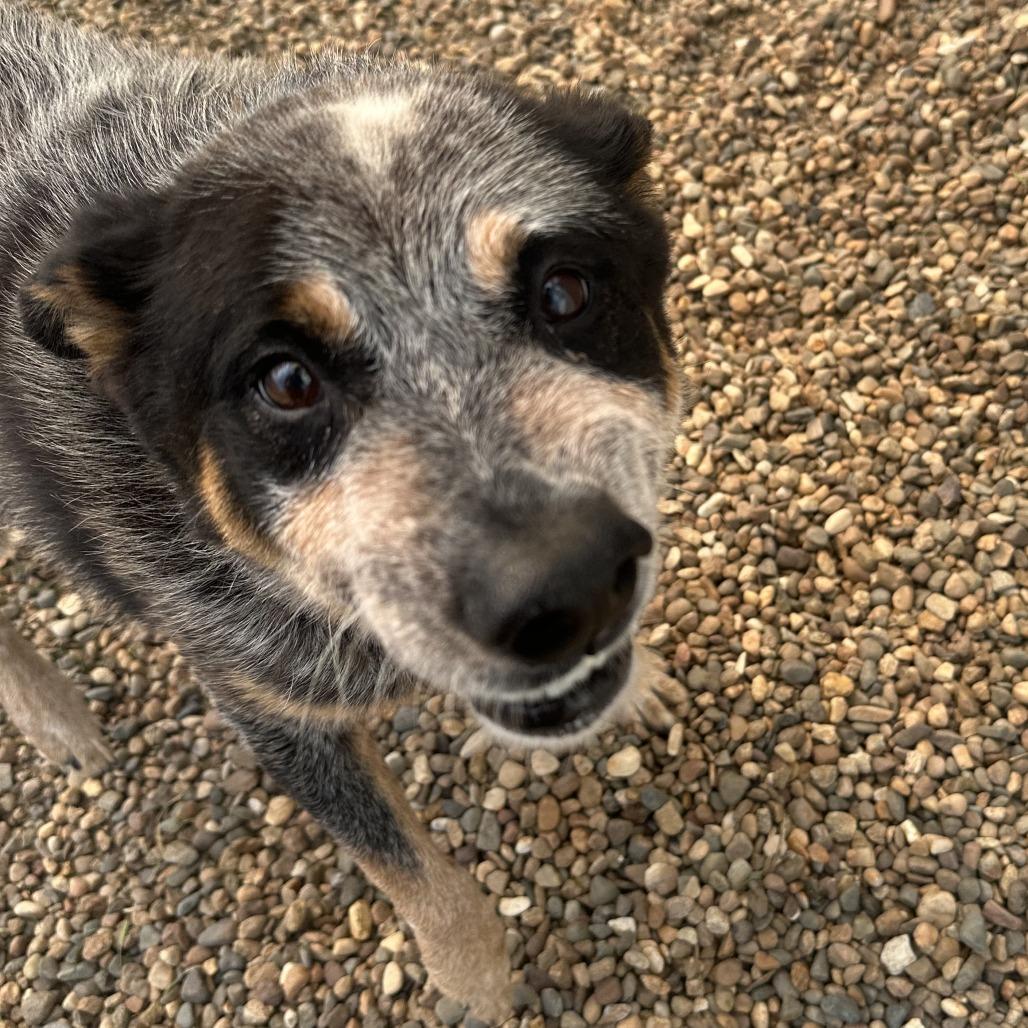 Enlarge Bandit, a Adoptable Australian Cattle Dog / Blue Heeler in Chariton, IA image 1/3