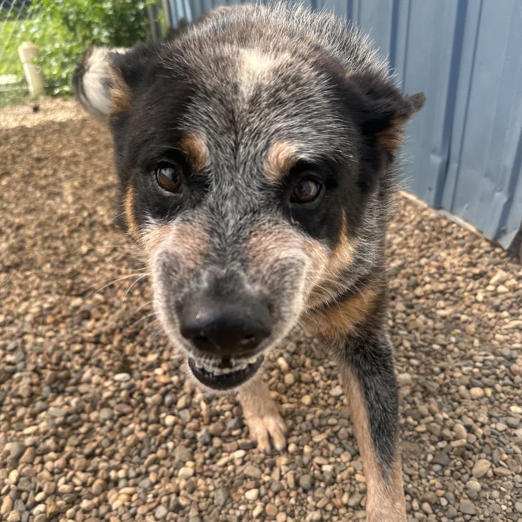 Enlarge Bandit, a Adoptable Australian Cattle Dog / Blue Heeler in Chariton, IA image 2/3