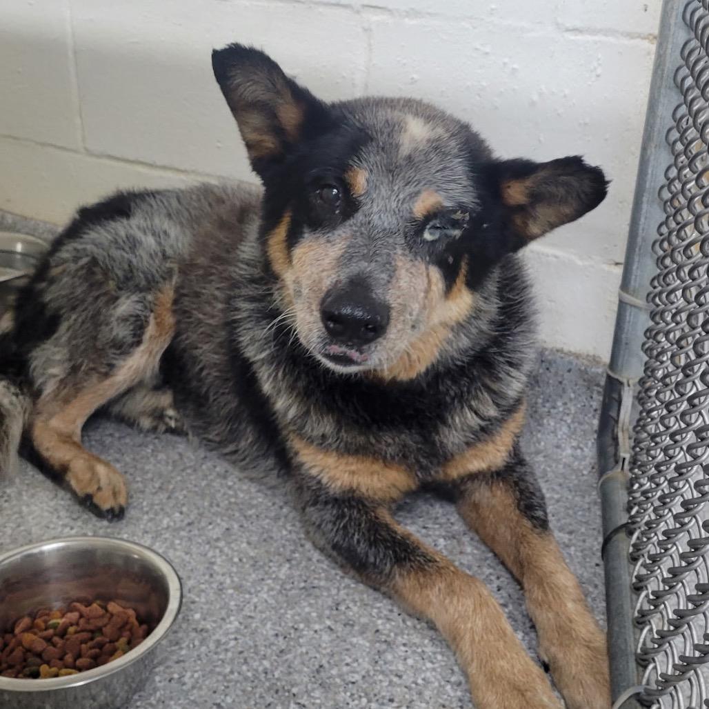 Enlarge Bandit, a Adoptable Australian Cattle Dog / Blue Heeler in Chariton, IA image 3/3