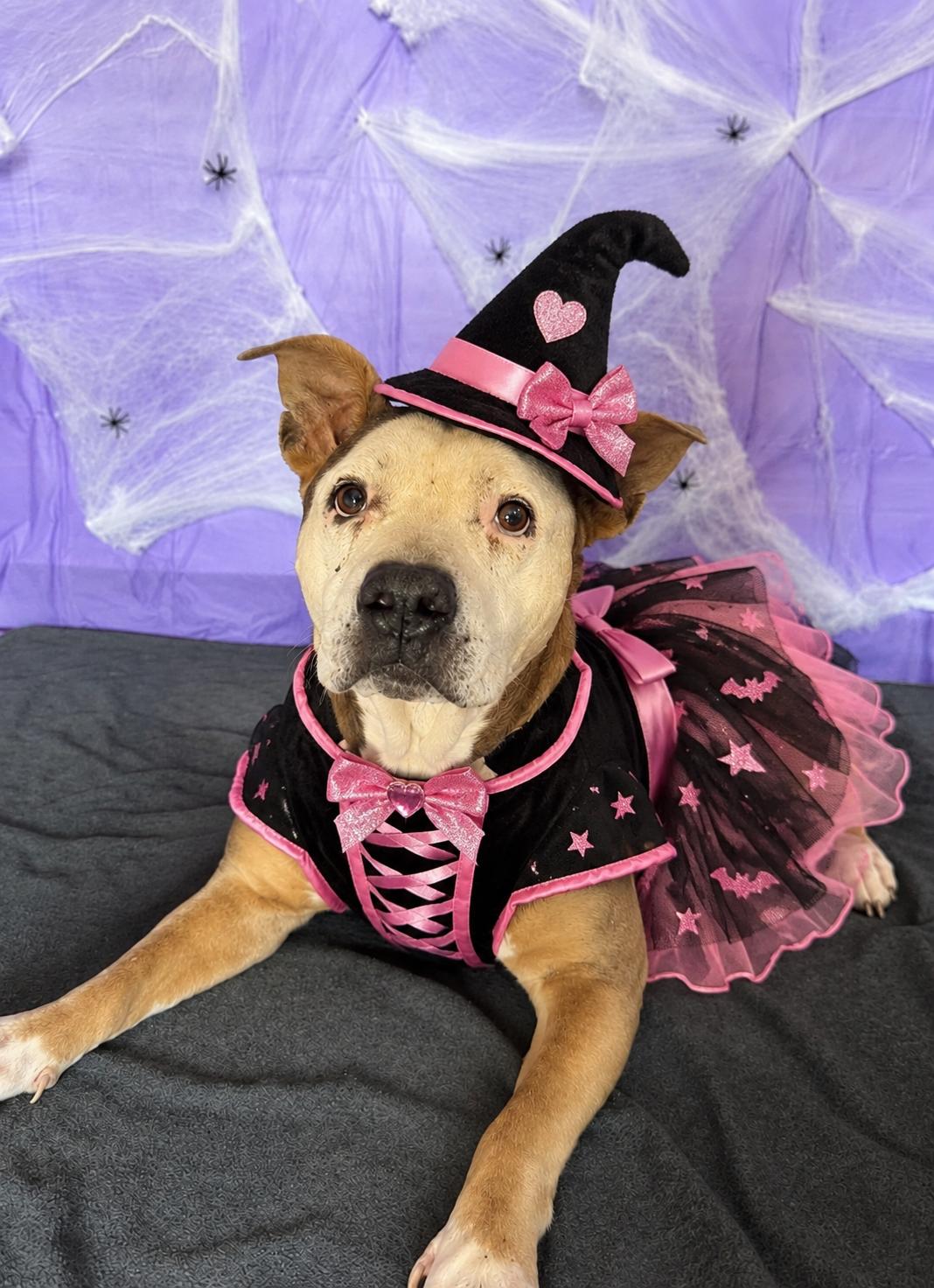 Tuna, Adoptable, Senior Female Pit Bull Terrier.
