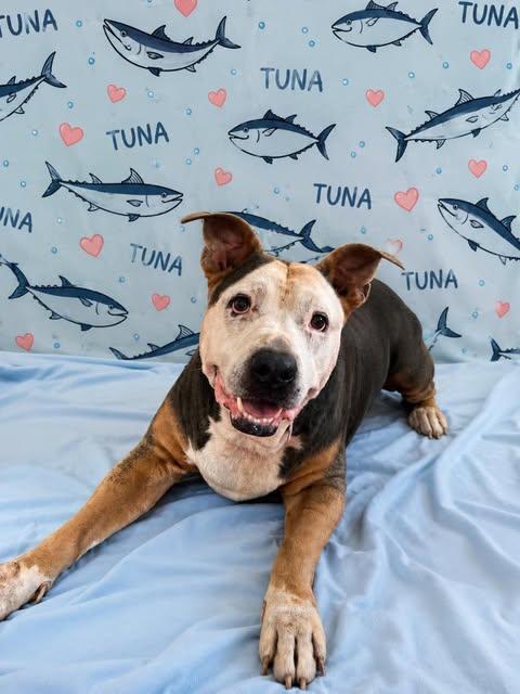 Enlarge Tuna, a Adoptable Pit Bull Terrier in Chickasha, OK image 2/2