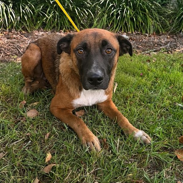 Bo, ADOPTABLE, Young Female Shepherd.