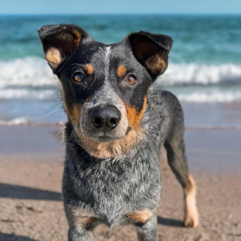 Boo, adopted, Young Male Australian Cattle Dog / Blue Heeler.