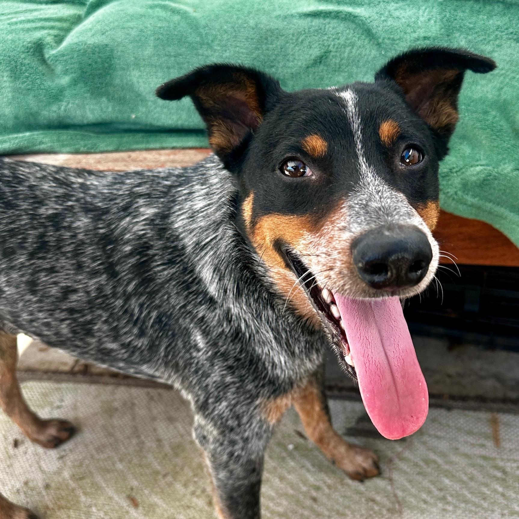 Enlarge Boo, an adopted Australian Cattle Dog / Blue Heeler in Newport Beach, CA image 2/5