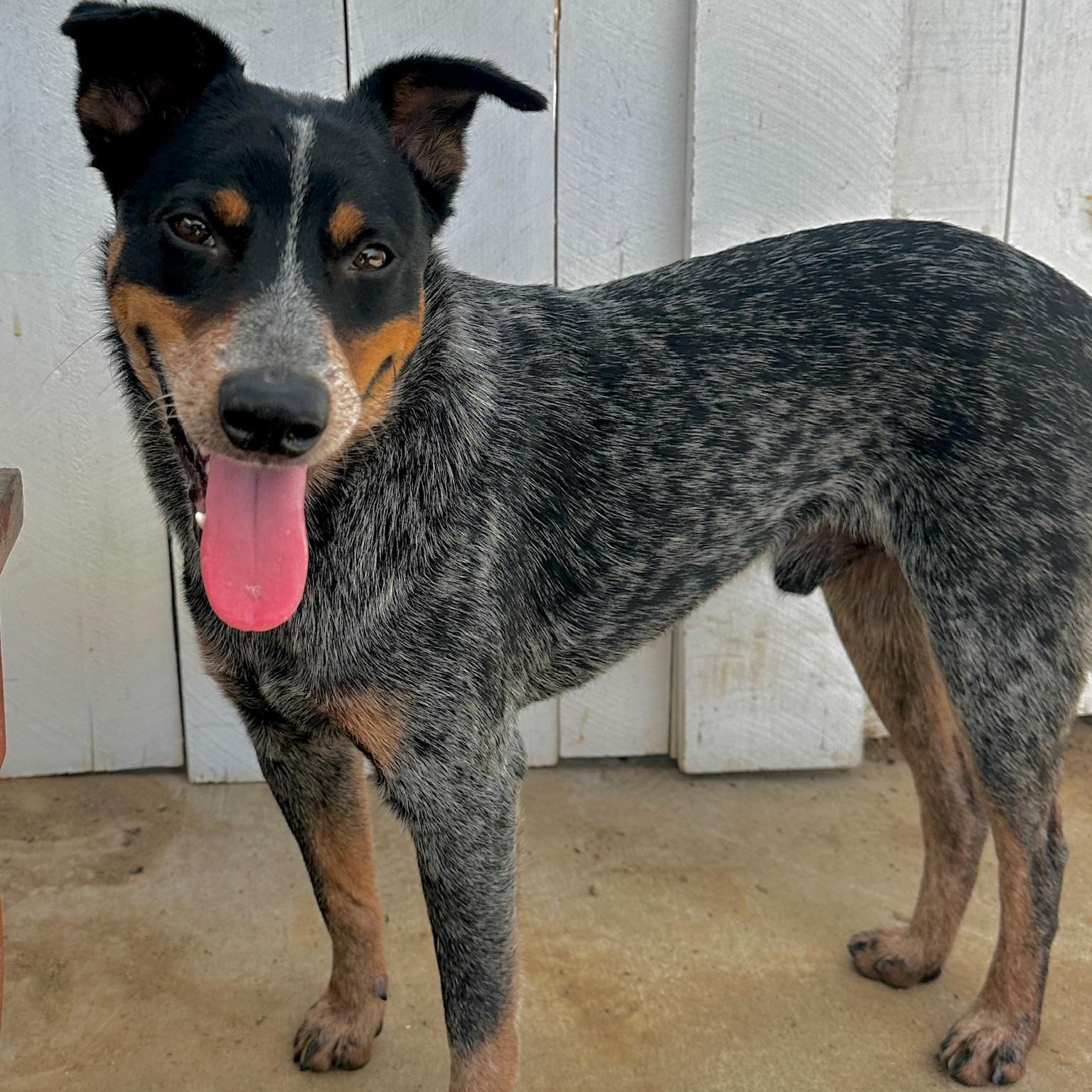 Enlarge Boo, an adopted Australian Cattle Dog / Blue Heeler in Newport Beach, CA image 4/5