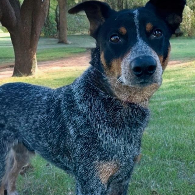 Enlarge Boo, an adopted Australian Cattle Dog / Blue Heeler in Newport Beach, CA image 5/5