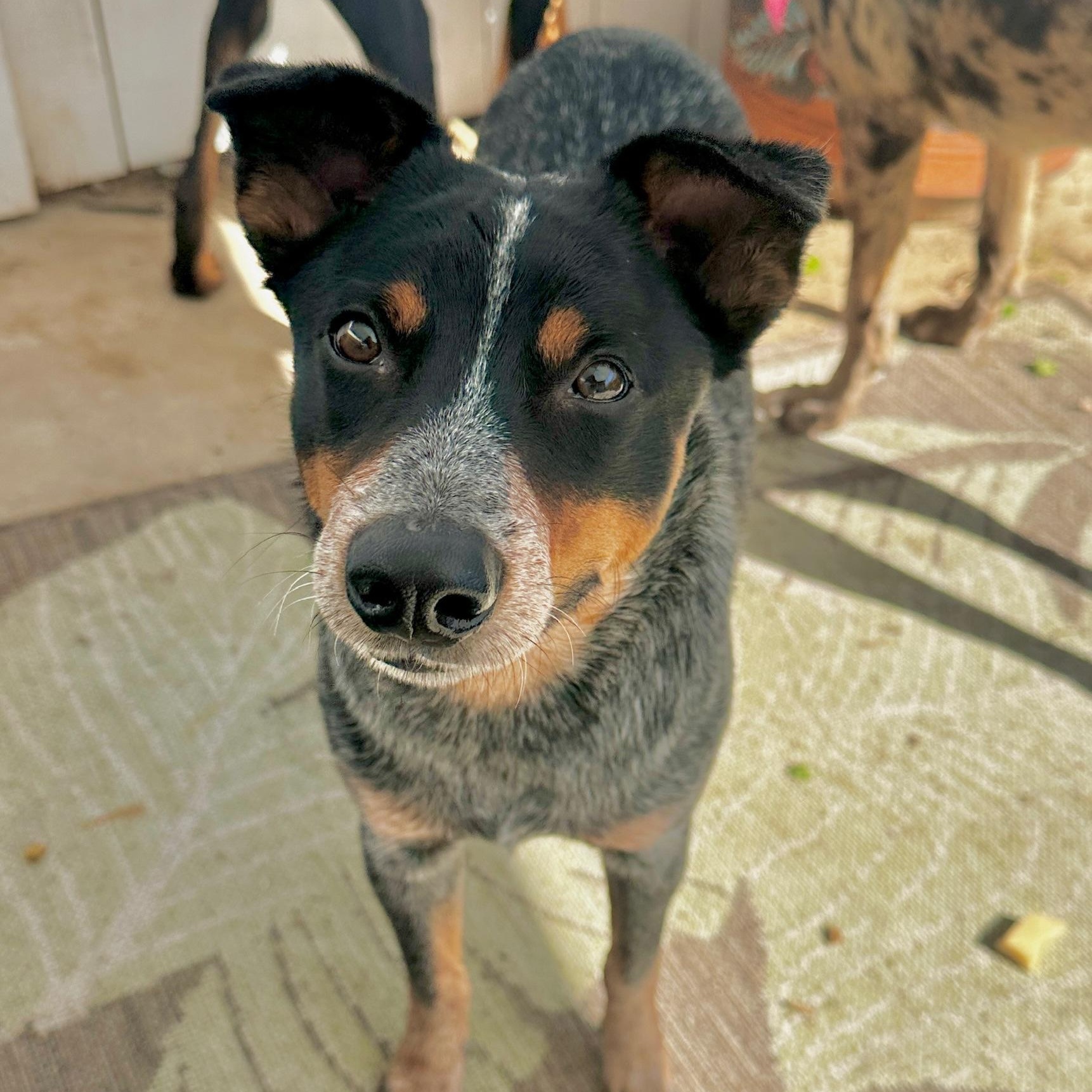 Enlarge Boo, an adopted Australian Cattle Dog / Blue Heeler in Newport Beach, CA image 3/5