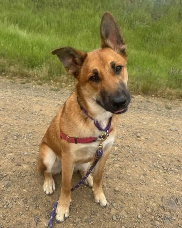 Ricky, Adoptable, Young Male German Shepherd Dog.