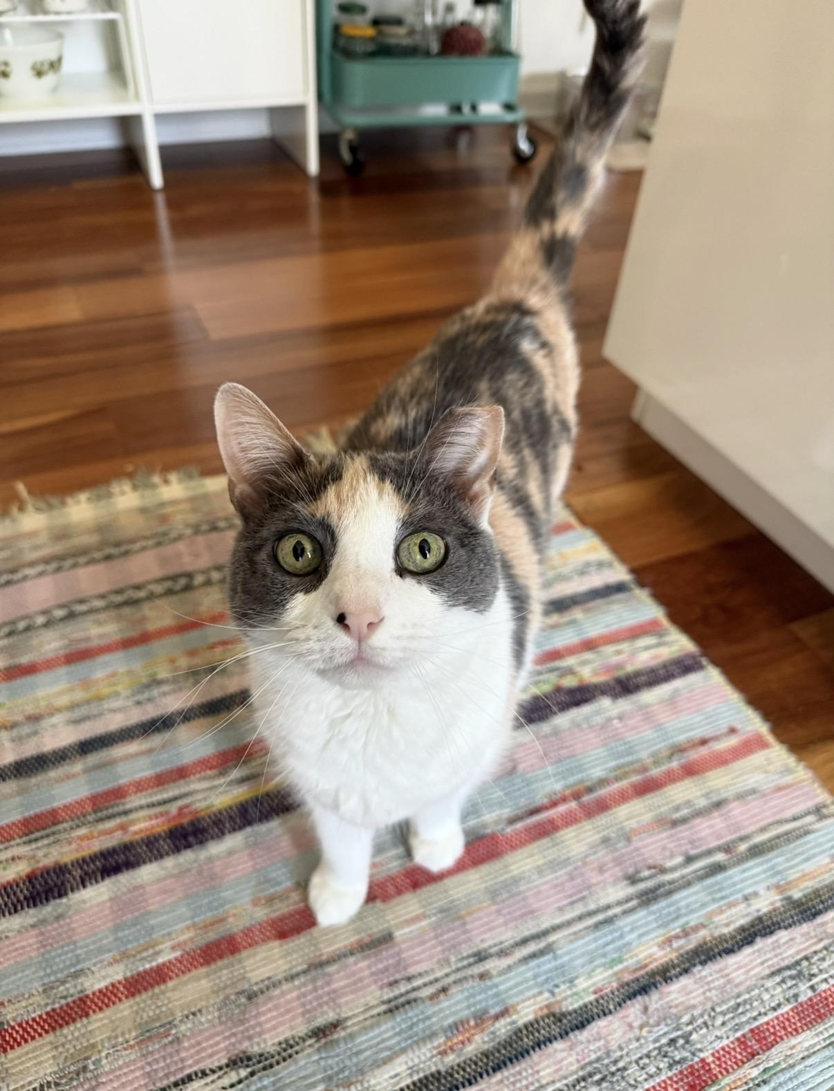 Linda, an adopted Domestic Short Hair in Philadelphia, PA image 5/6