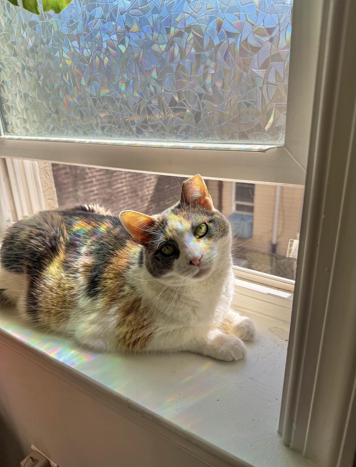 Linda, ADOPTABLE, Adult Female Domestic Short Hair.