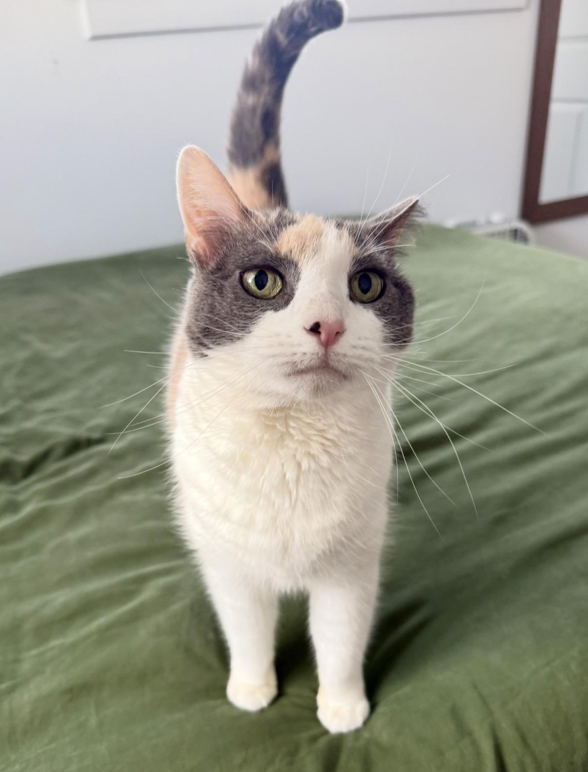 Linda, an adopted Domestic Short Hair in Philadelphia, PA image 3/6