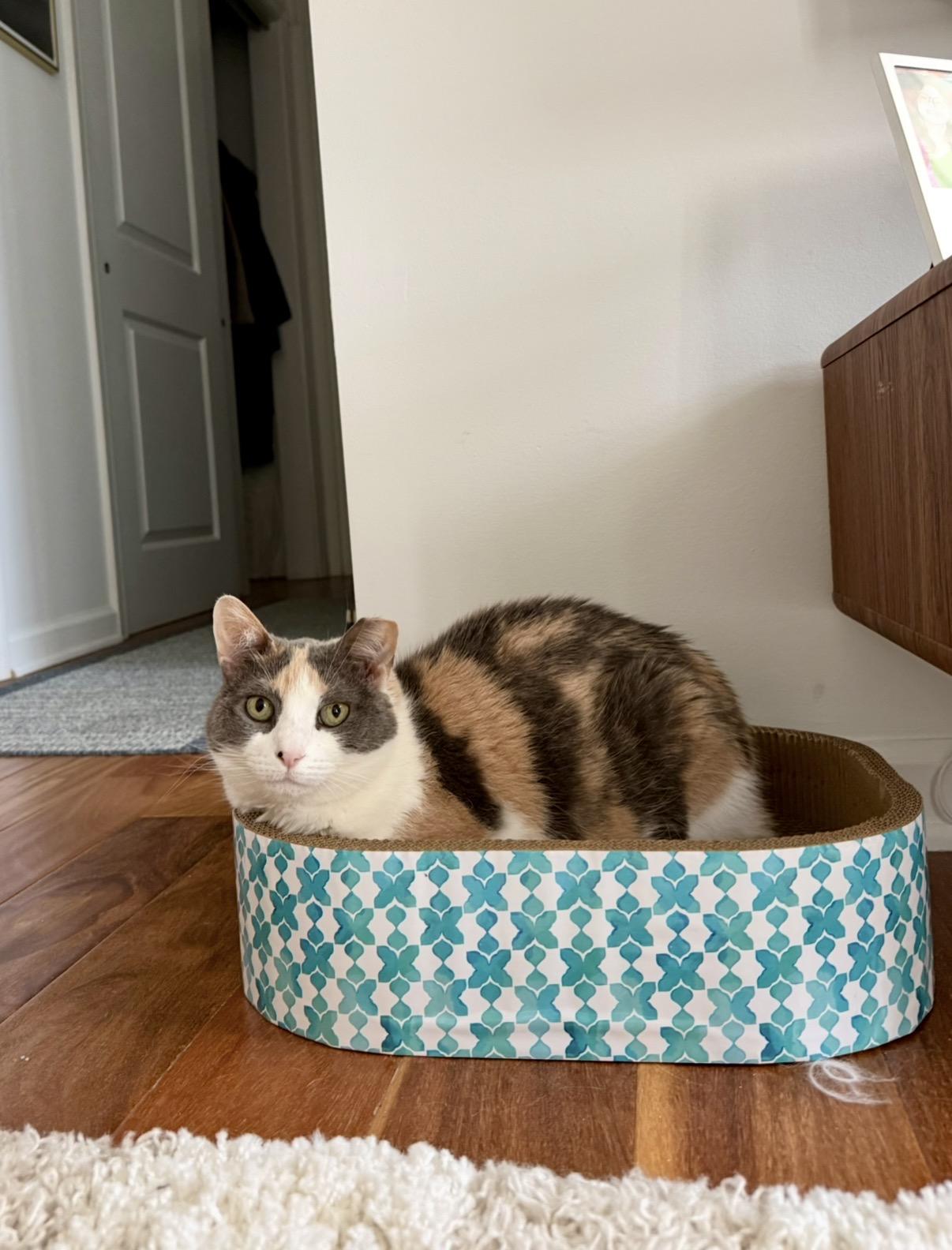 Linda, an adopted Domestic Short Hair in Philadelphia, PA image 6/6