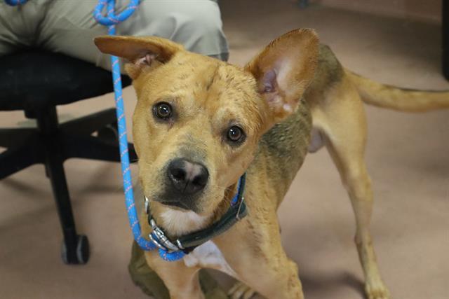 SLURPEE, Adoptable, Adult Male Mixed Breed.