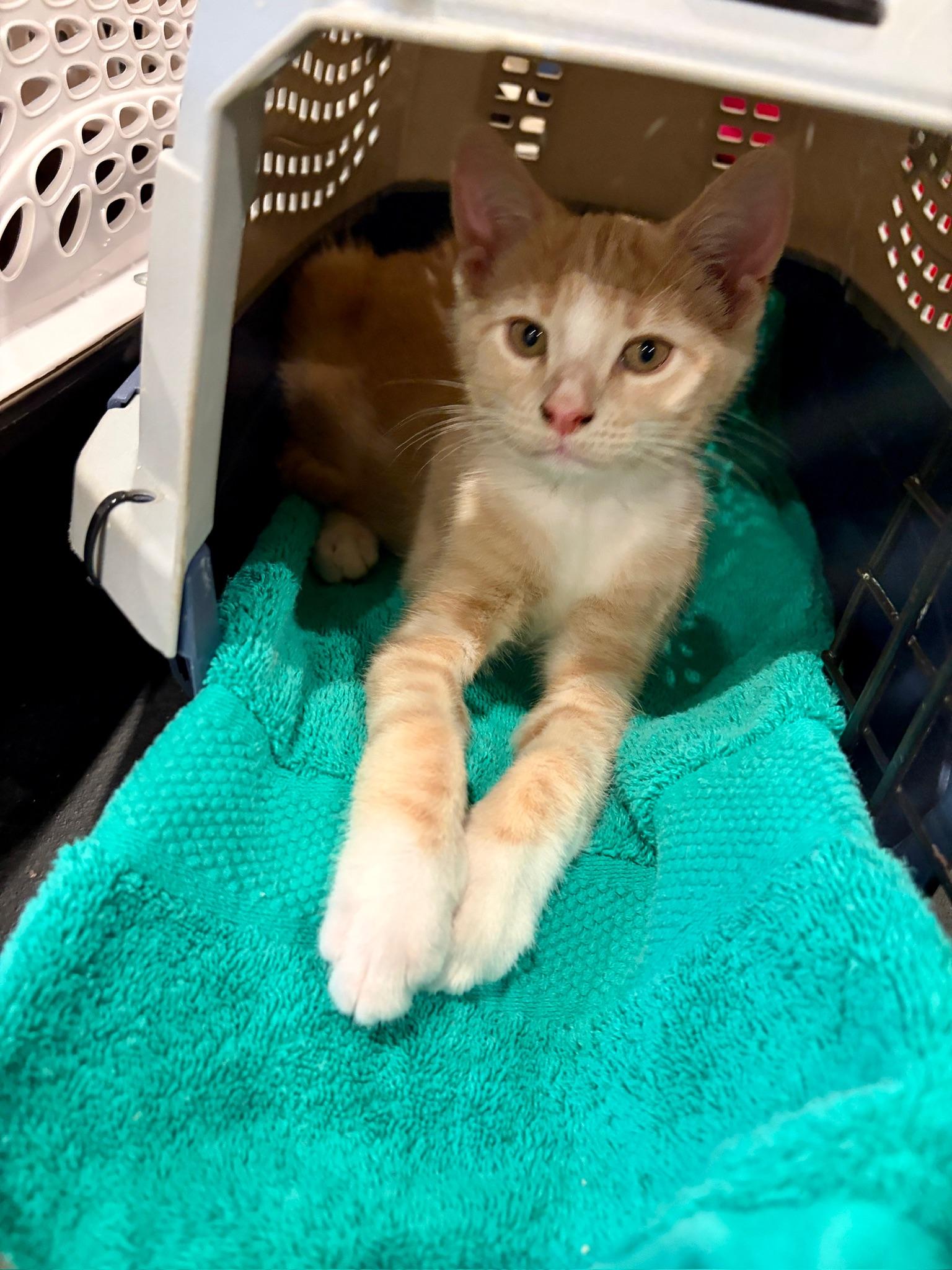 Socks, ADOPTABLE, Kitten Male Tabby.