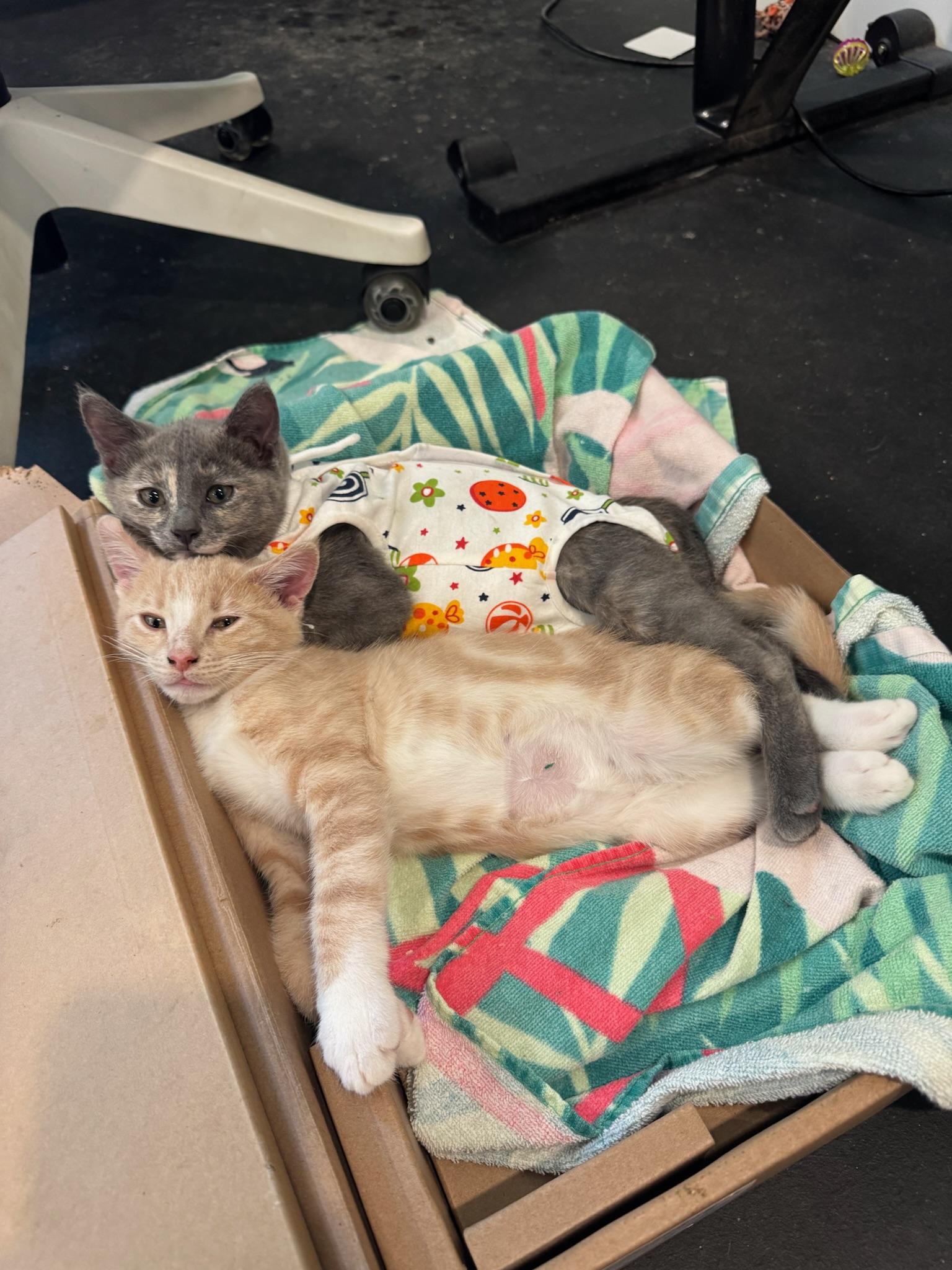 Socks, a ADOPTABLE Tabby in Woodinville, WA image 5/5