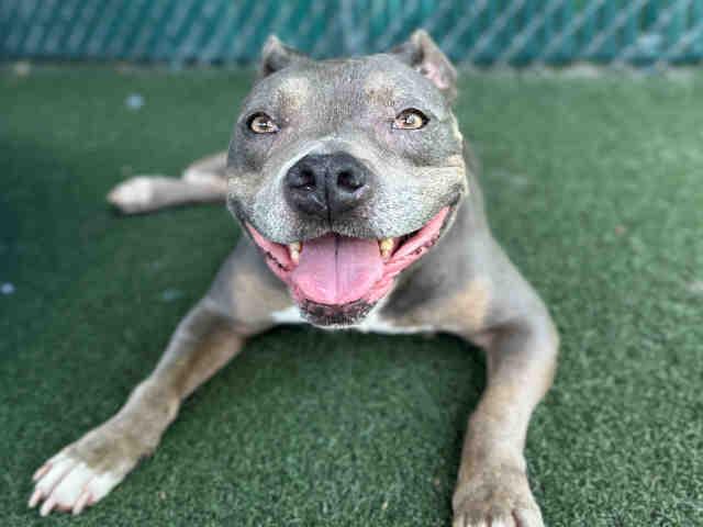 Enlarge SHUGGA BOOG, a Adoptable Pit Bull Terrier in Bonita, CA image 1/1