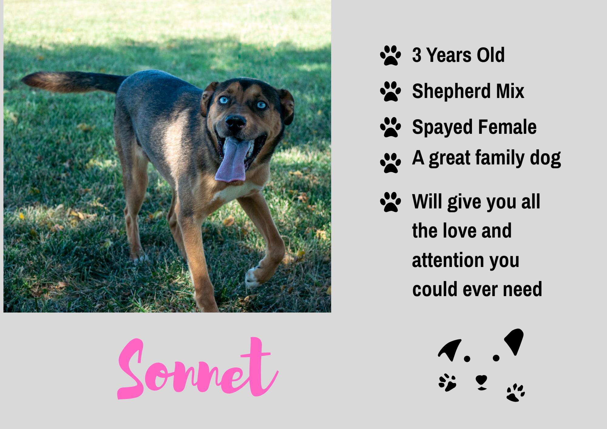 Enlarge Sonnet, a Adoptable mixed breed in Junction City, KS image 1/1