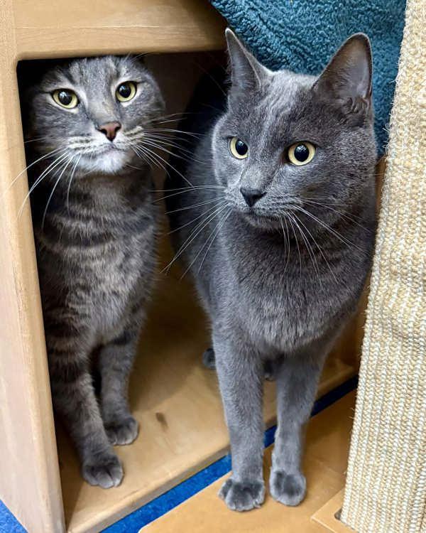 Polo 273310 and Sonic A273311, Adopted, Adult Male Domestic Short Hair.