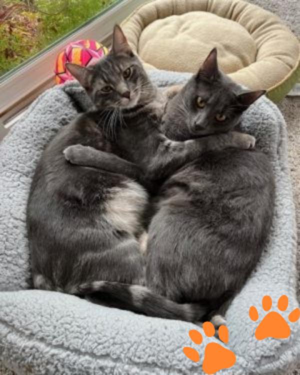Enlarge Polo 273310 and Sonic A273311, a Adopted Domestic Short Hair in Petaluma, CA image 2/3