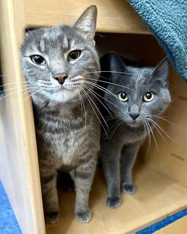Enlarge Polo 273310 and Sonic A273311, a Adopted Domestic Short Hair in Petaluma, CA image 3/3