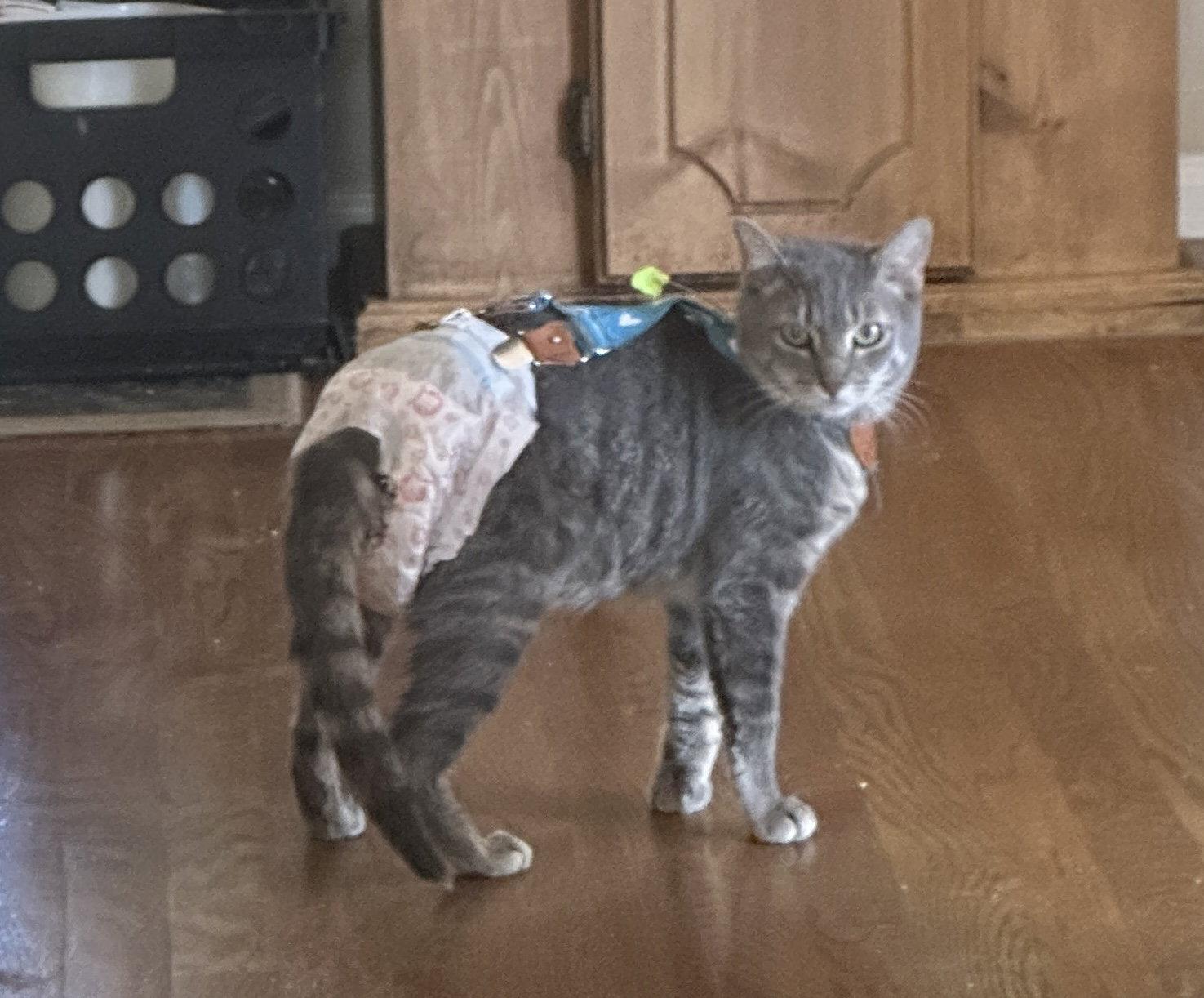 Astro Boy, Adoptable, Young Male Domestic Short Hair.