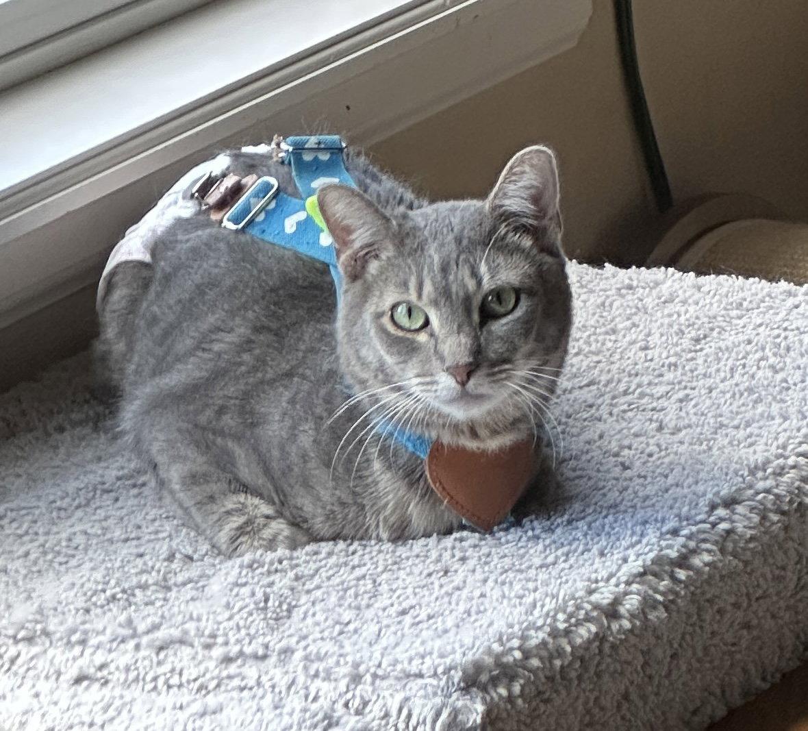 Astro Boy, a Adoptable Domestic Short Hair in Colorado Springs, CO image 2/2