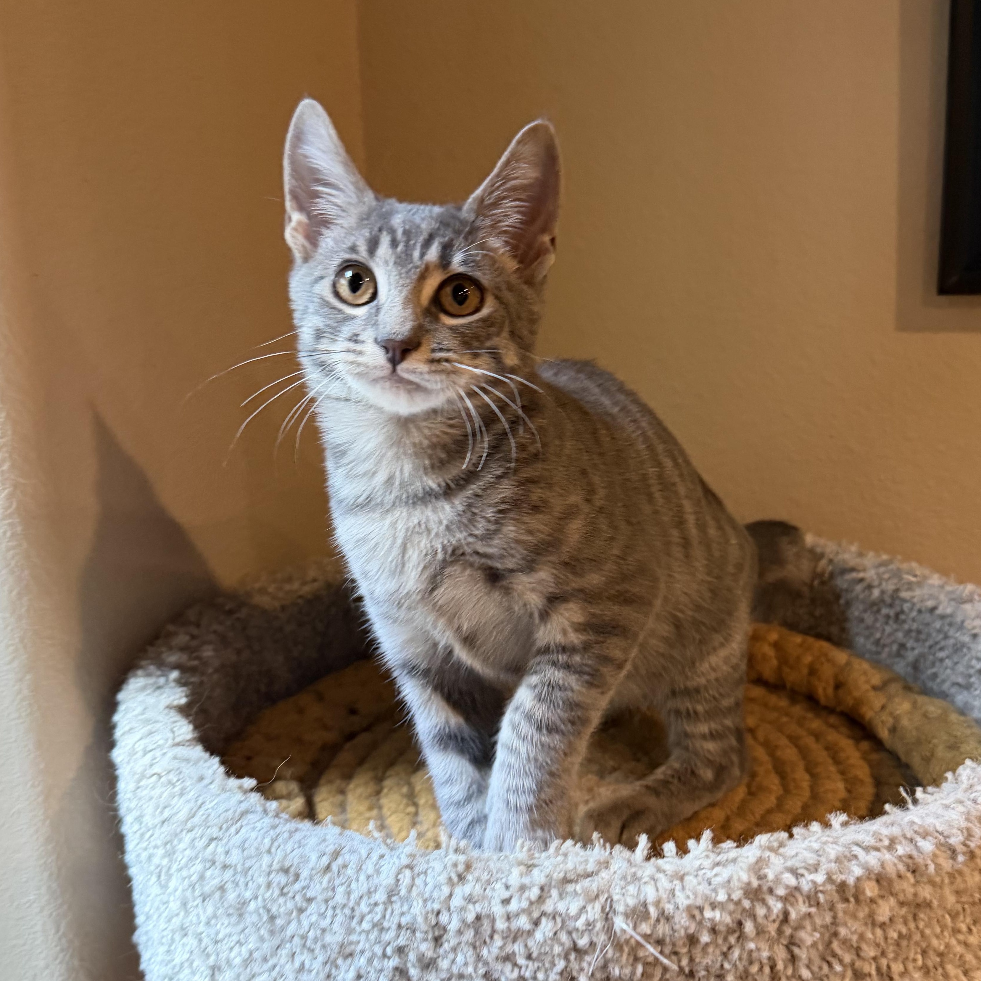 Enlarge Louie - RF Petsmart FH CC, a Adopted Domestic Short Hair in Spring, TX image 3/4