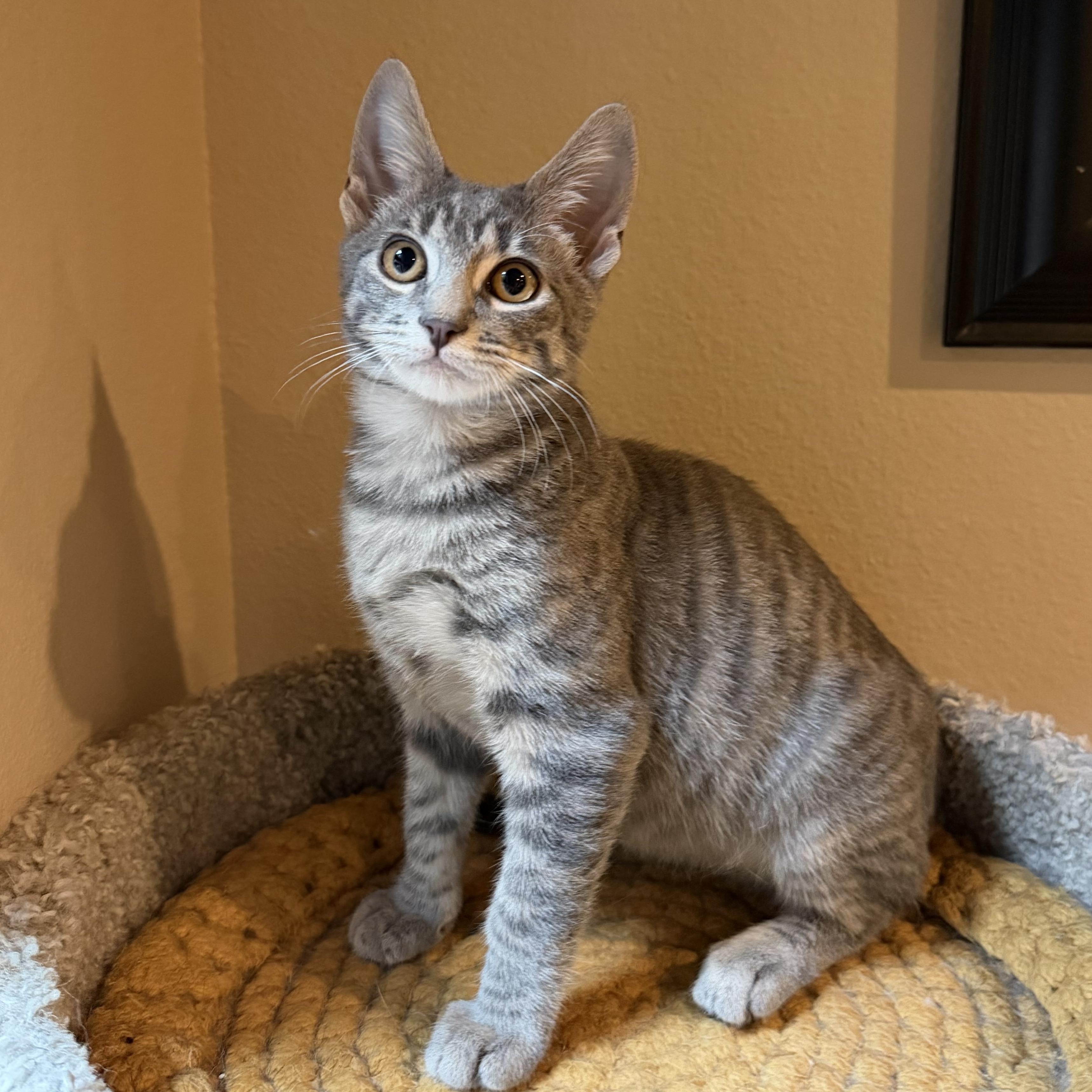 Enlarge Louie - RF Petsmart FH CC, a Adopted Domestic Short Hair in Spring, TX image 4/4