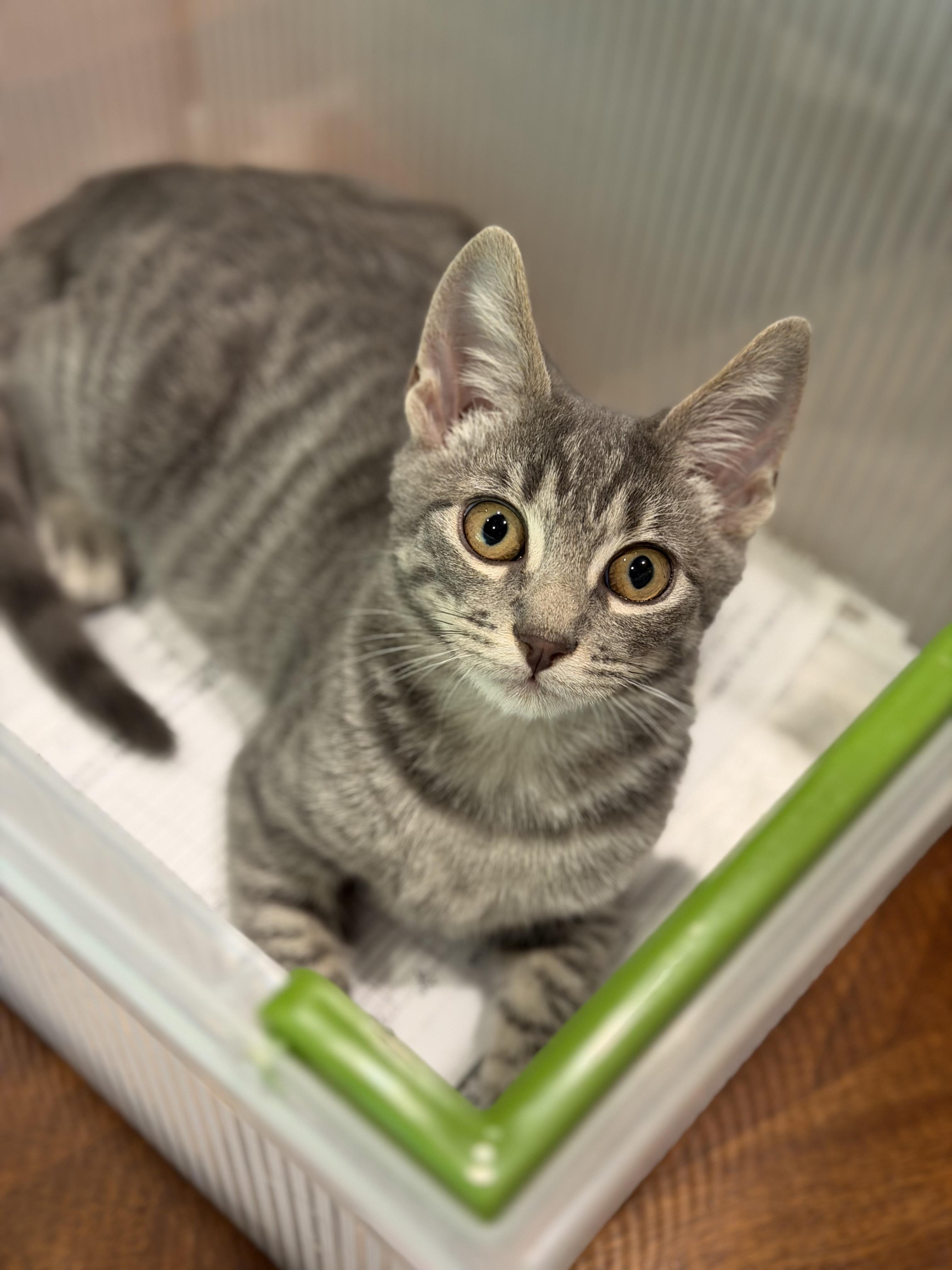 Enlarge Louie - RF Petsmart FH CC, a Adopted Domestic Short Hair in Spring, TX image 2/4