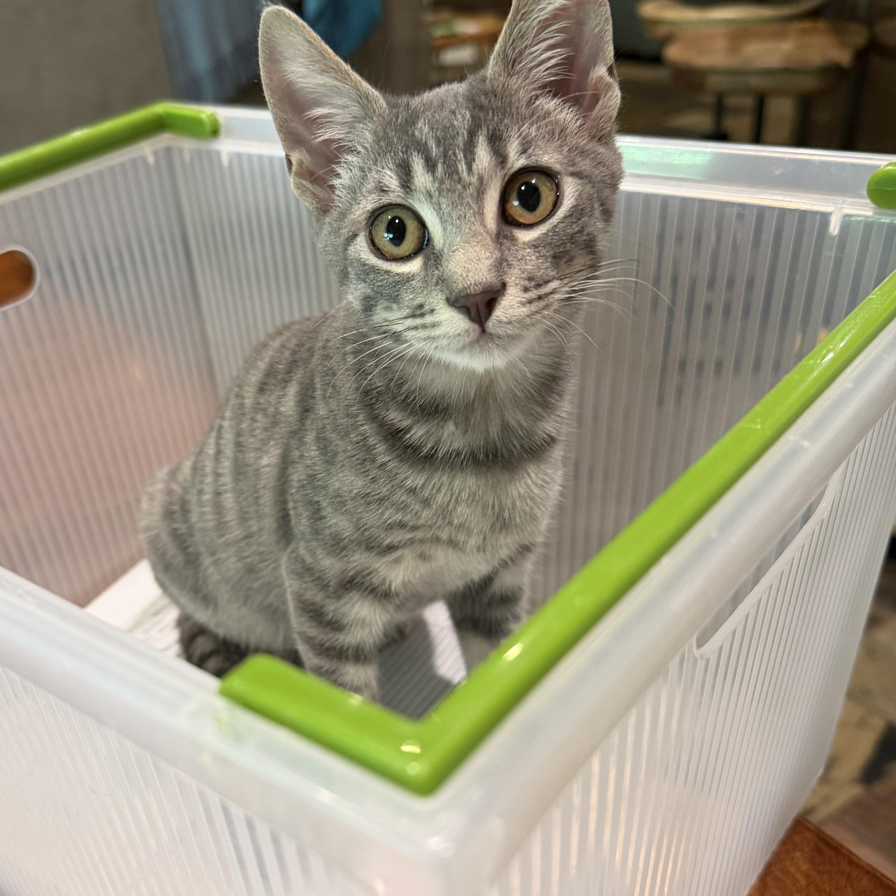 Louie - RF Petsmart FH CC, Adopted, Kitten Male Domestic Short Hair.