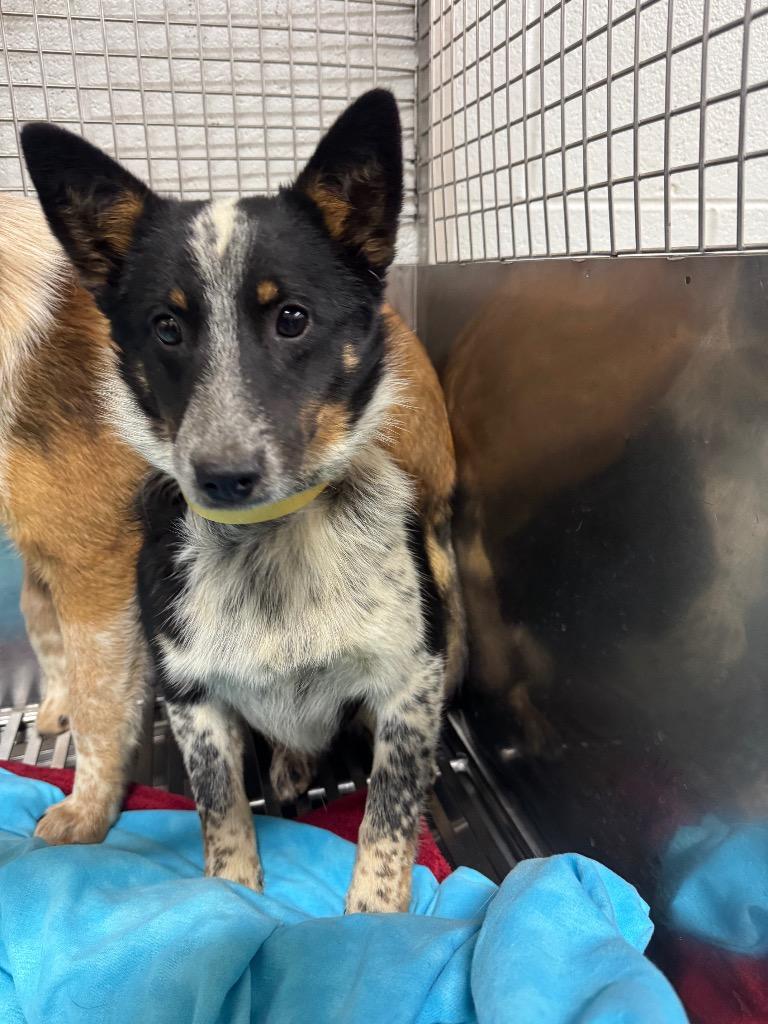 Birdie - Adoptable Awaiting S/N, Adoptable, Young Female Australian Cattle Dog / Blue Heeler.