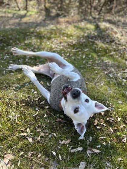 Ziggy (Foster), Adoptable, Adult Male Mixed Breed & Mixed Breed.