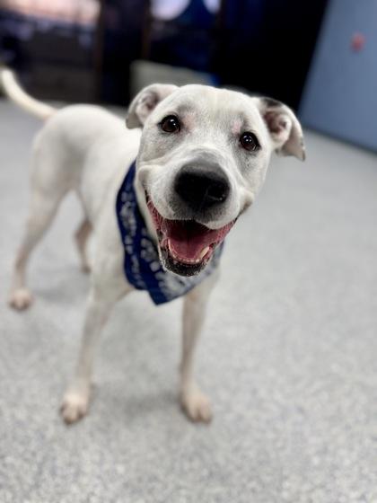 Enlarge Ziggy (Foster), a Adoptable Mixed Breed in Atlanta, GA image 2/3