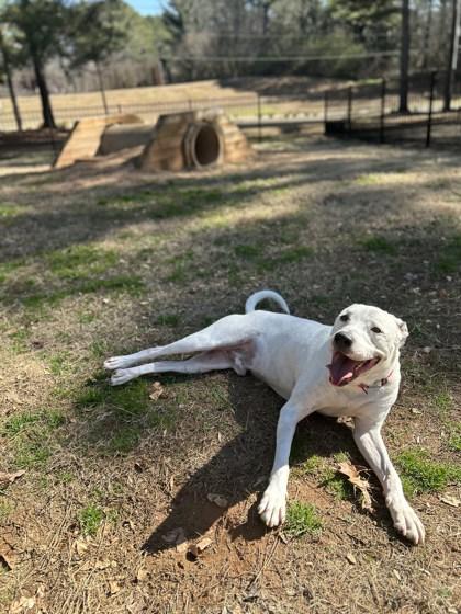 Ziggy (Foster) — thumbnail 3