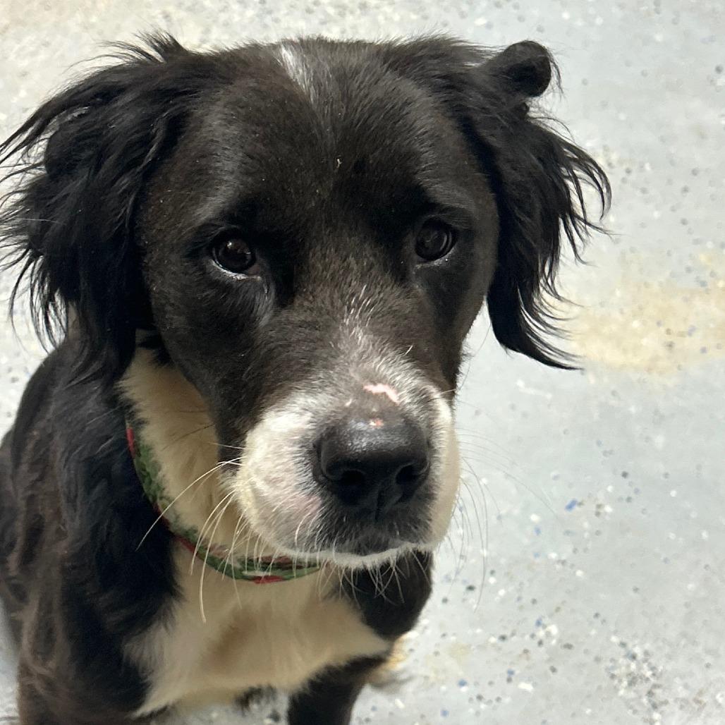 Dixie, Adoptable, Adult Female Border Collie.