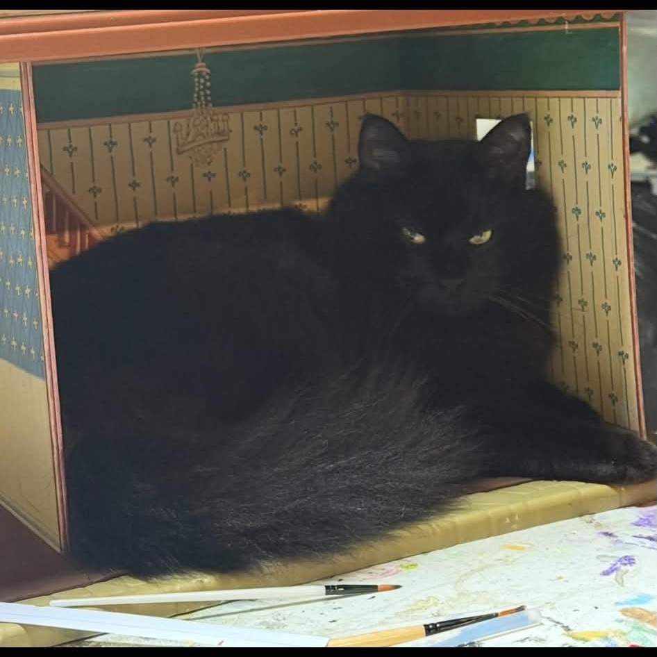 Enlarge Venom, a Adoptable Domestic Long Hair in Warwick , RI image 3/3