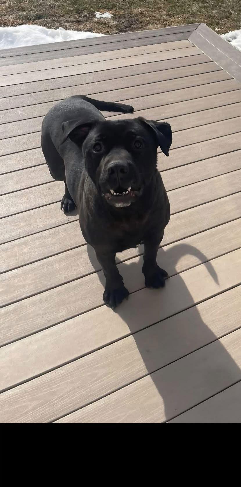 Enlarge Mars Bar, a Adoptable Black Labrador Retriever in Germantown, OH image 1/3