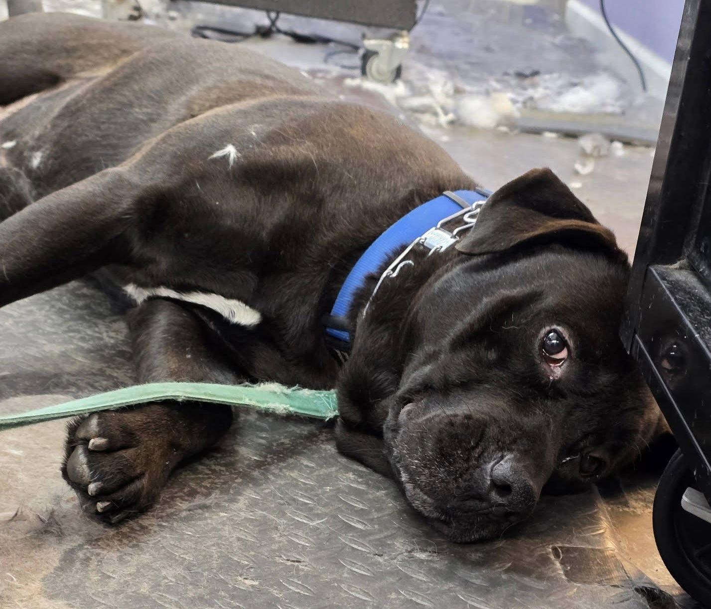 Enlarge Mars Bar, a Adoptable Black Labrador Retriever in Germantown, OH image 2/3