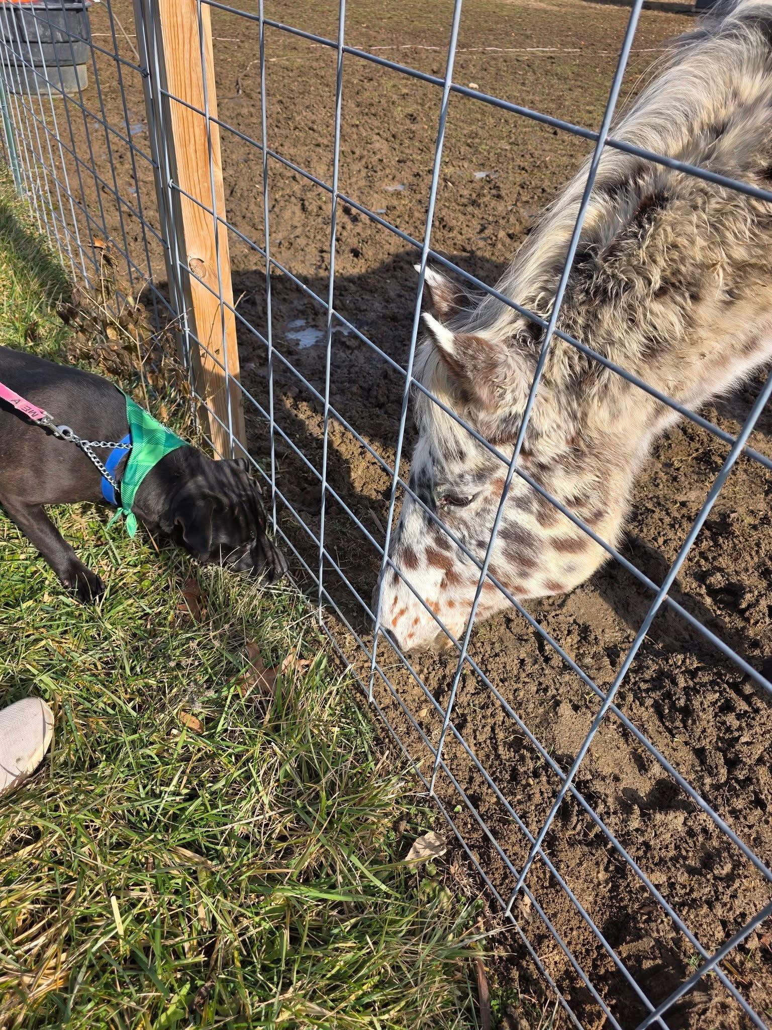 Mars Bar thumbnail 4