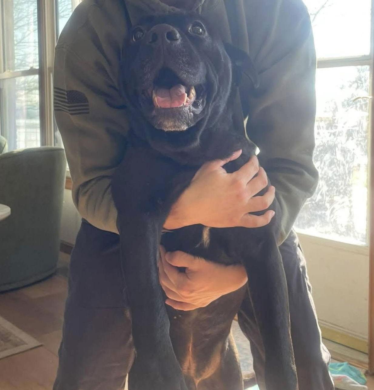 Enlarge Mars Bar, a Adoptable Black Labrador Retriever in Germantown, OH image 3/3