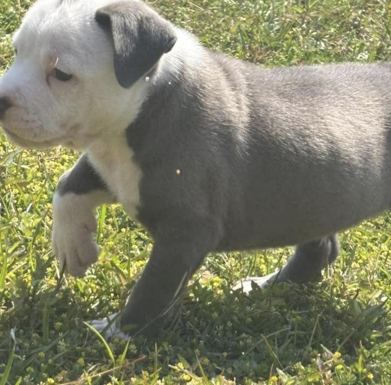 Enlarge Sky, an adopted mixed breed in Calabash, NC image 1/3